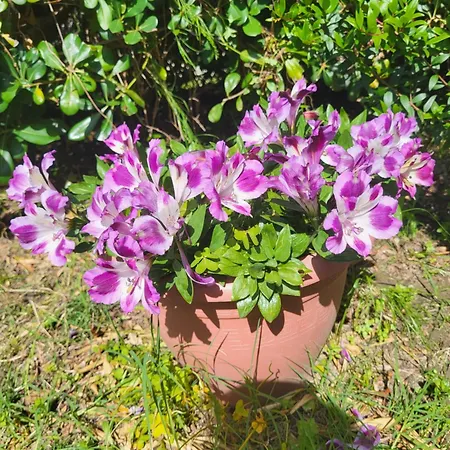 לינה וארוחת בוקר Chez Isabelle Luri