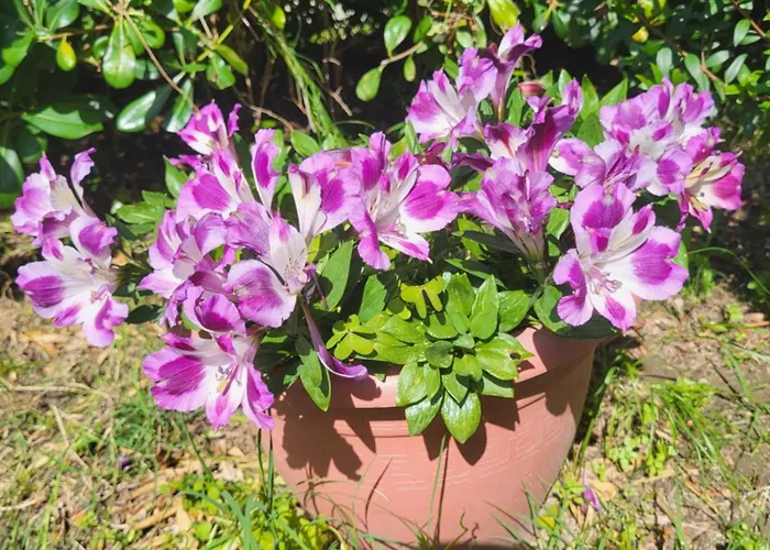 Bed & Breakfast Chez Isabelle Luri