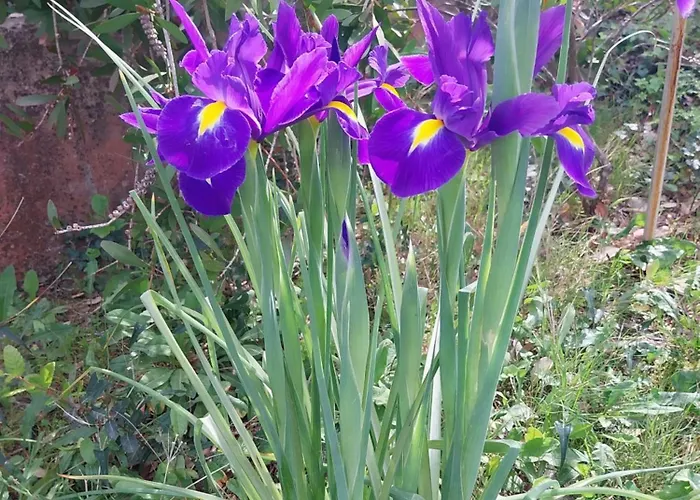 Chez Isabelle Bed & Breakfast